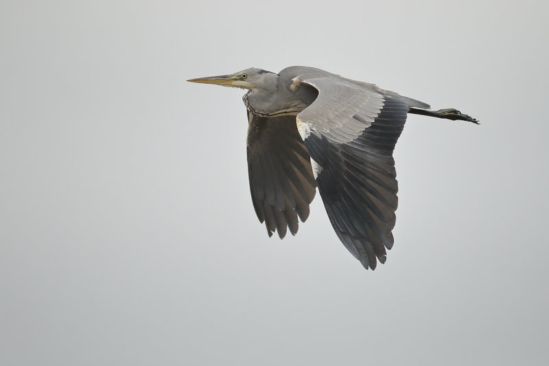 Grey Heron (Ardea cinerea)