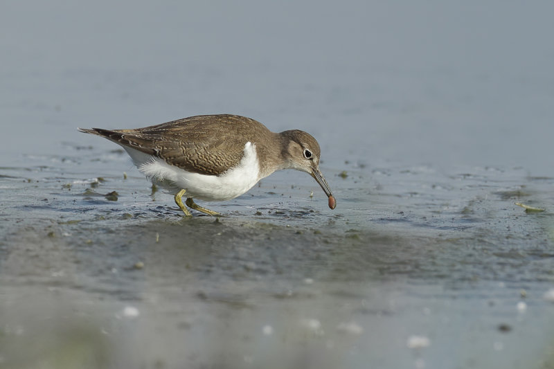 Common Sandpiper (Actitis hypoleucos)