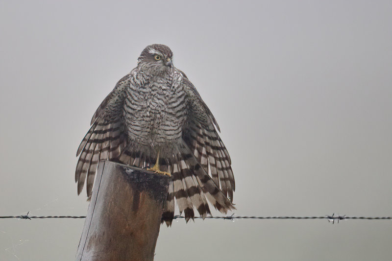 Eurasian (or Northern) Sparrowhawk (Accipiter nisus)