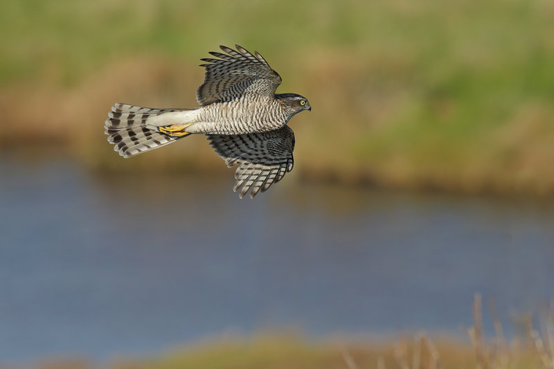 Eurasian (or Northern) Sparrowhawk (Accipiter nisus)