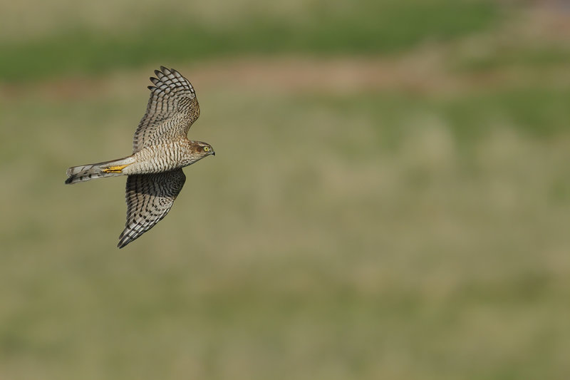 Eurasian (or Northern) Sparrowhawk (Accipiter nisus)