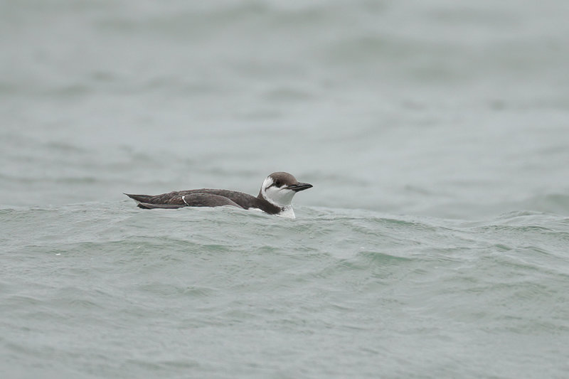 Common Guillemot (Uria aalge)