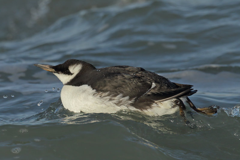 Common Guillemot (Uria aalge)