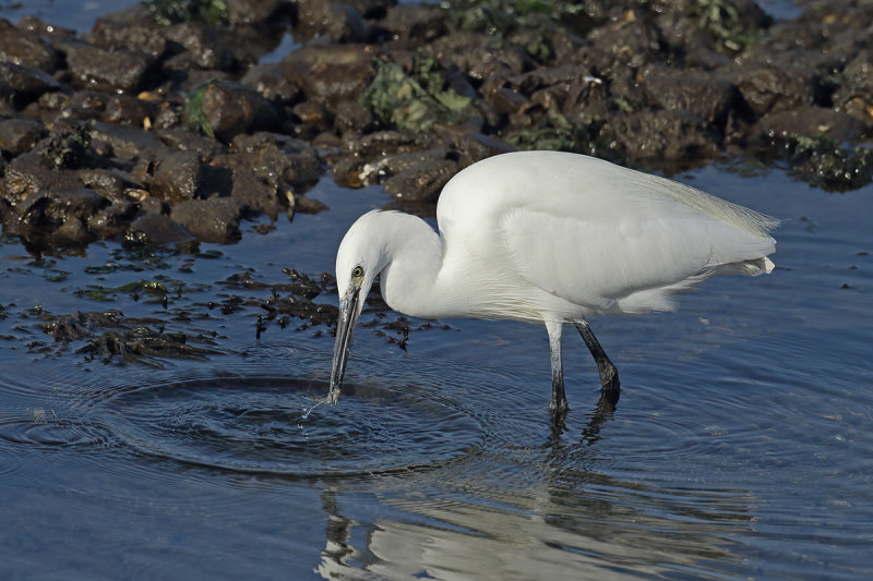 Little Egret (Egretta garzetta)