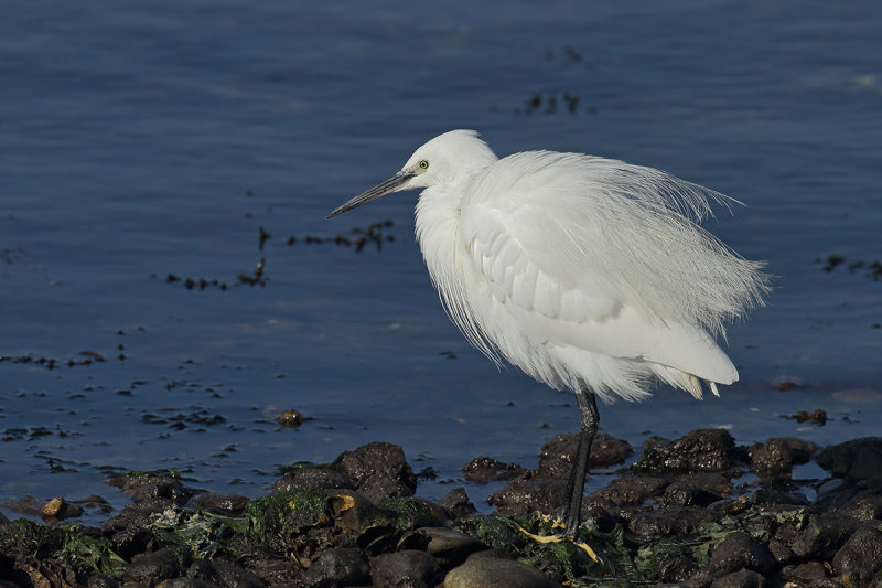 Gallery Little Egret