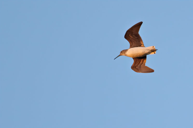 Green Sandpiper (Tringa ochropus) 