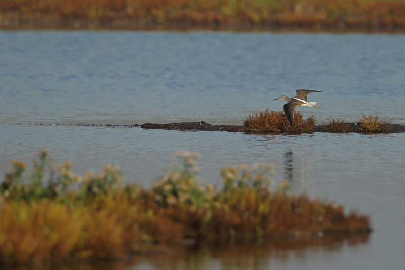 Common Greenshank (Tringa nebularia)