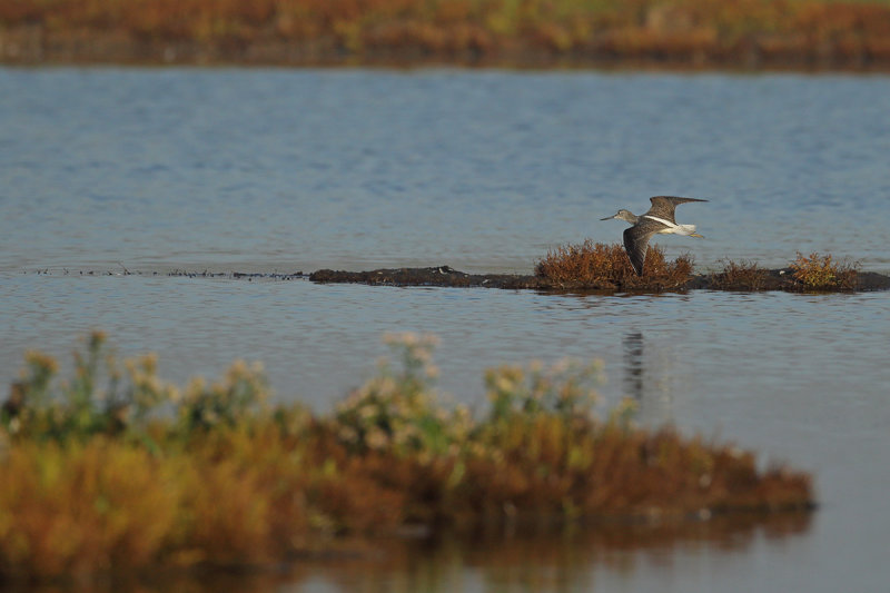 Common Greenshank (Tringa nebularia) 