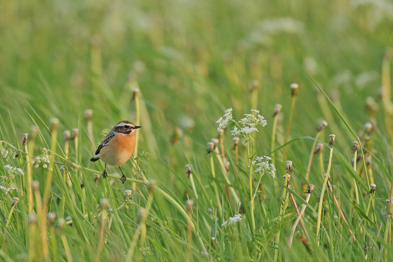 Whinchat (Saxicola rubetra)