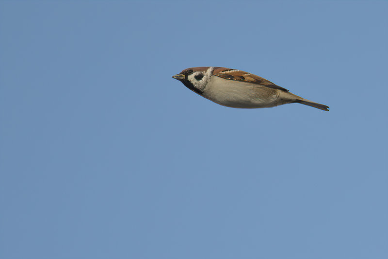 Tree Sparrow (Passer montanus)