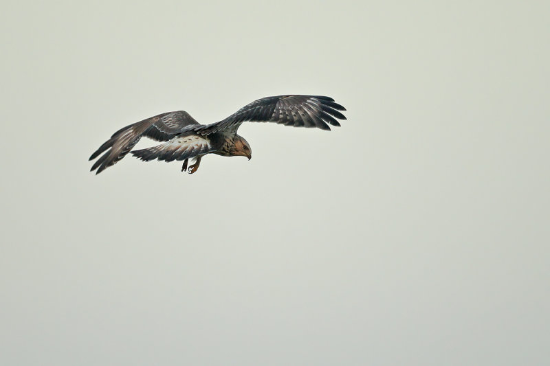 Rough-legged Buzzard (Buteo lagopus)