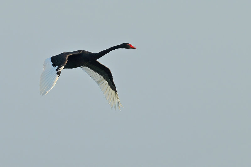 Black Swan (Cygnus atratus) 