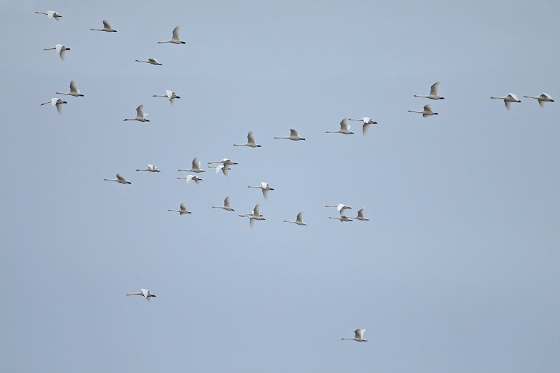 Bewick's Swan (Cygnus columbianus) 