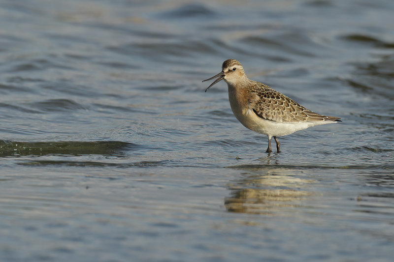 Curlew Sandpiper (Calidris ferruginea)