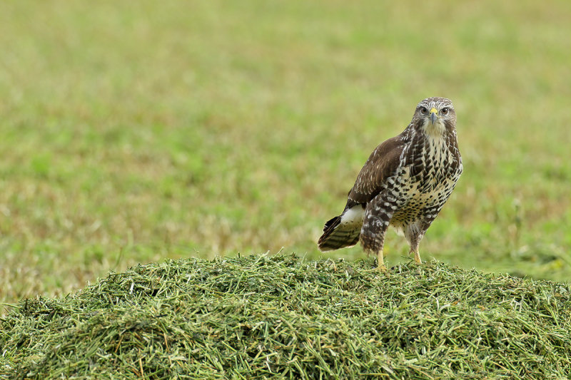 Common Buzzard (Buteo buteo) 