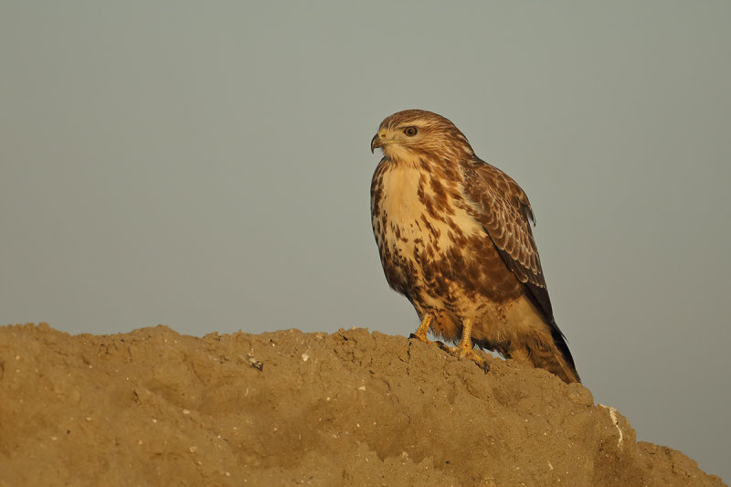 Common Buzzard (Buteo buteo) 