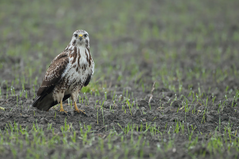 Common Buzzard (Buteo buteo)