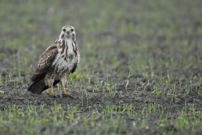 Common Buzzard (Buteo buteo) 