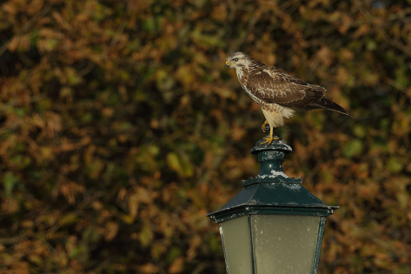 Common Buzzard (Buteo buteo) 