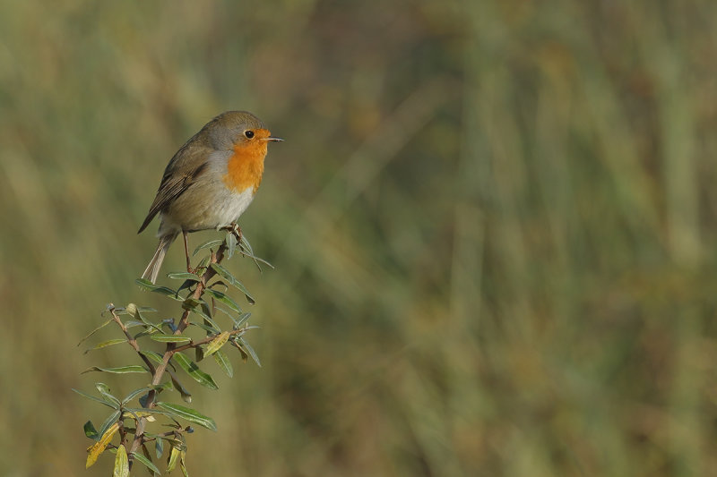 European Robin (Erithacus rubecula)