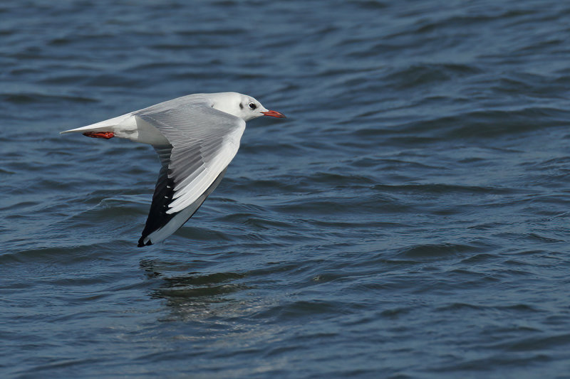 Black-headed Gull (Chroicocephalus ridibundus)