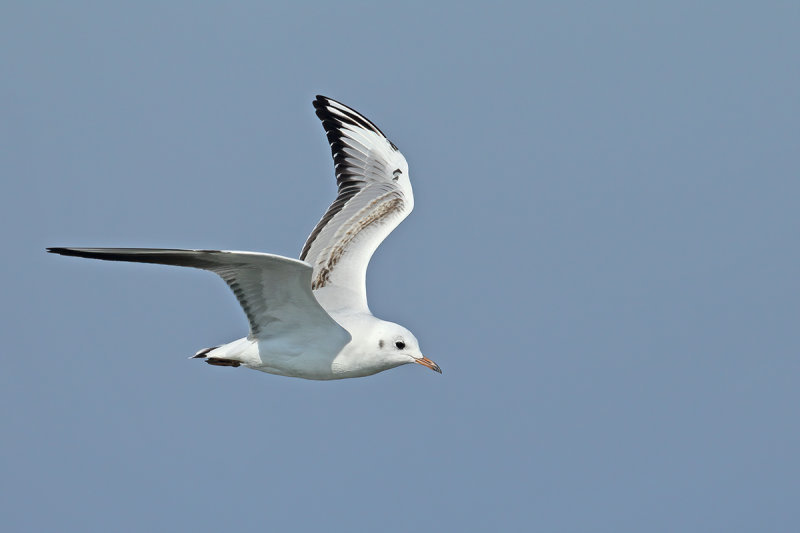Black-headed Gull (Chroicocephalus ridibundus)