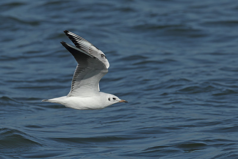 Black-headed Gull (Chroicocephalus ridibundus)