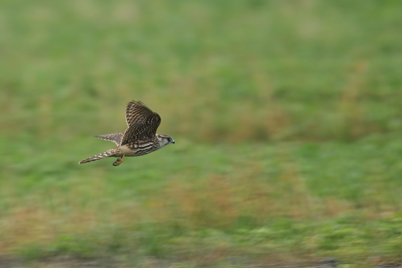 Merlin (Falco columbarius) 