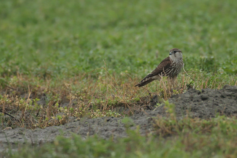 Merlin (Falco columbarius) 