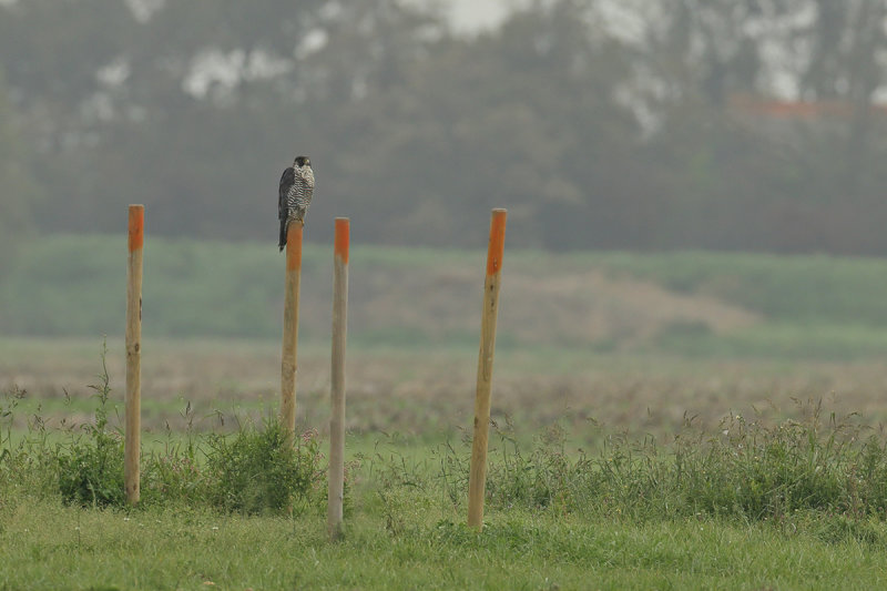 Peregrine Falcon (Falco peregrinus)