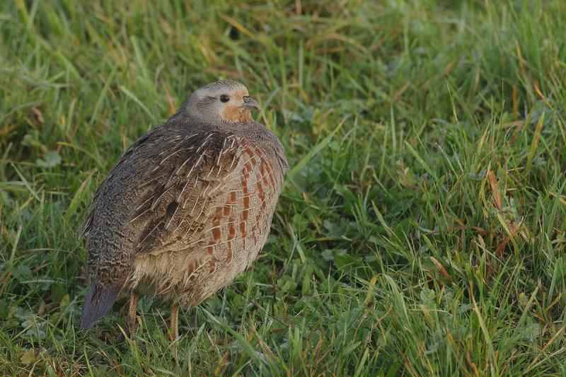 Grey Partridge (Perdix perdix)