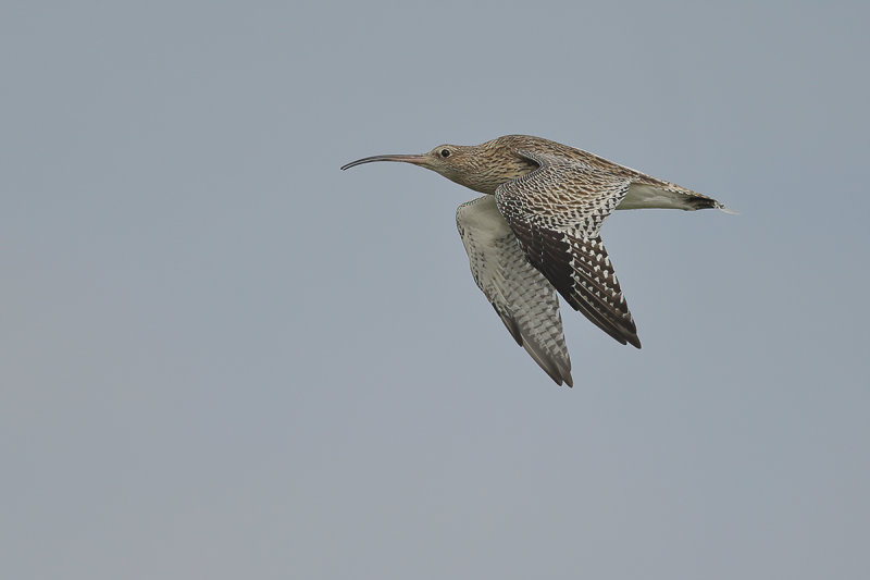 Curlew (Numenius arquata)