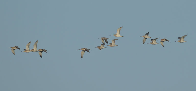 Curlew (Numenius arquata)