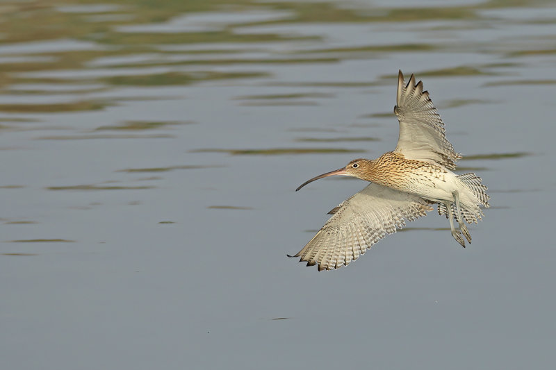 Curlew (Numenius arquata)