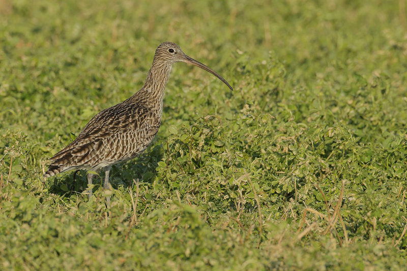 Curlew (Numenius arquata)