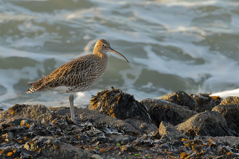 Curlew (Numenius arquata)