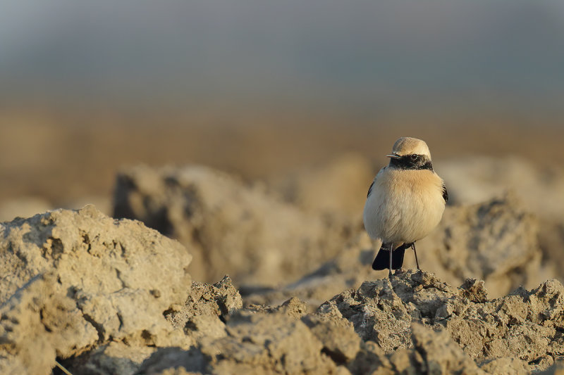 Desert Wheatear (Oenanthe deserti) 