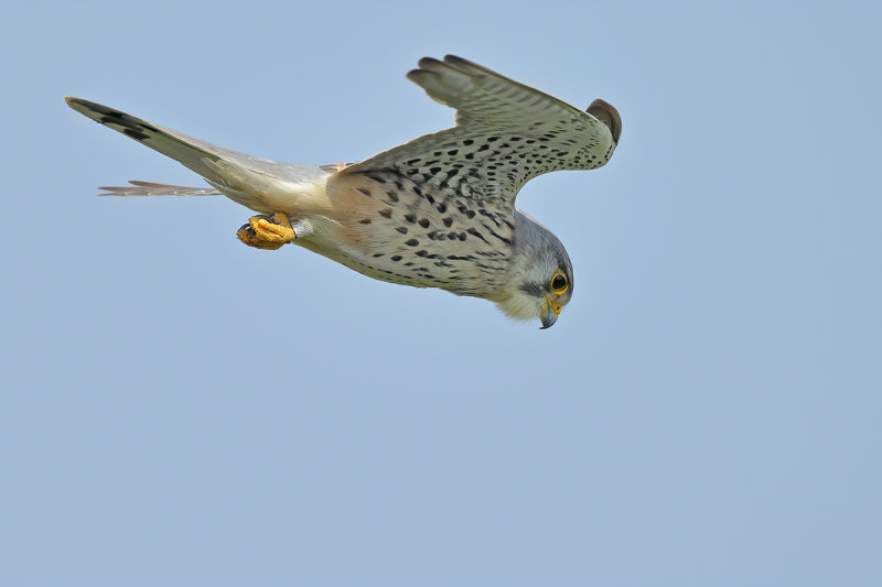 Common Kestrel (Falco tinnunculus)