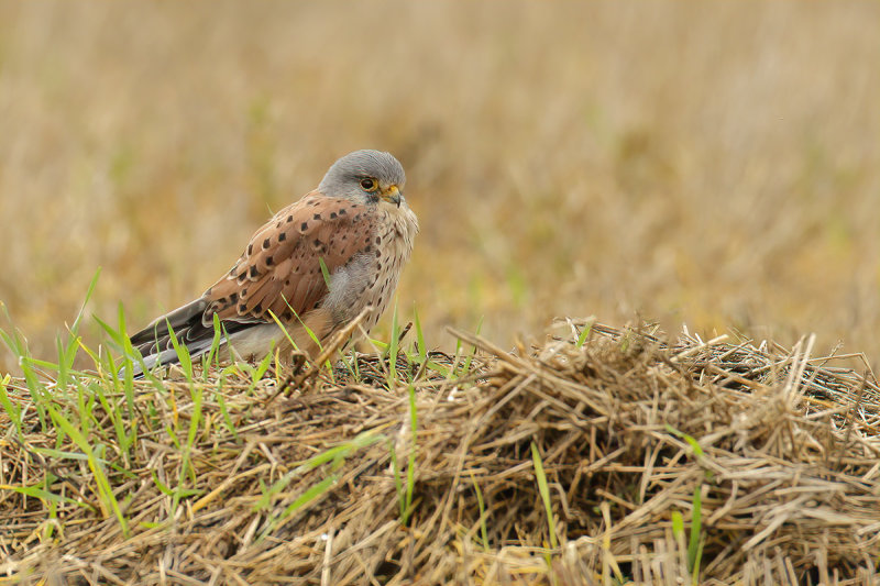 Common Kestrel (Falco tinnunculus)