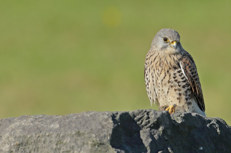 Common Kestrel (Falco tinnunculus)