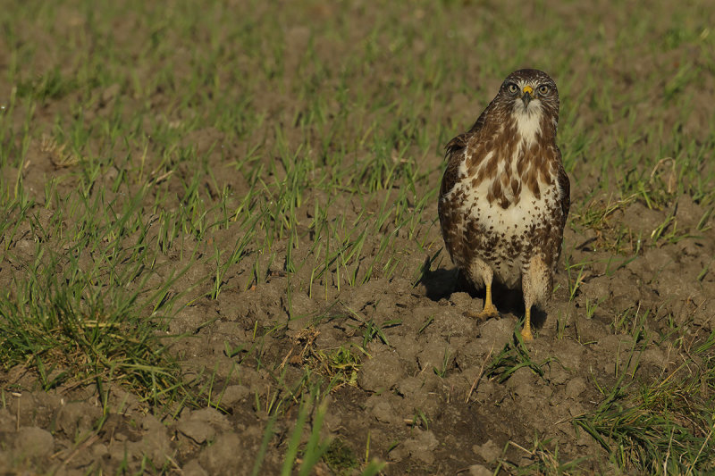 Common Buzzard (Buteo buteo) 