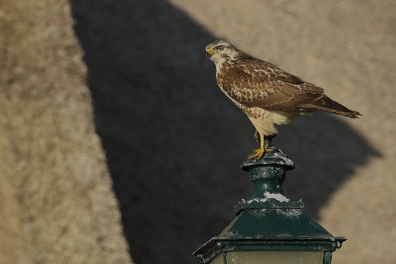 Common Buzzard (Buteo buteo) 