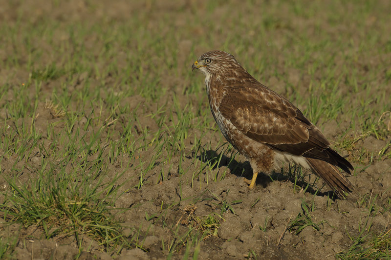 Common Buzzard (Buteo buteo) 