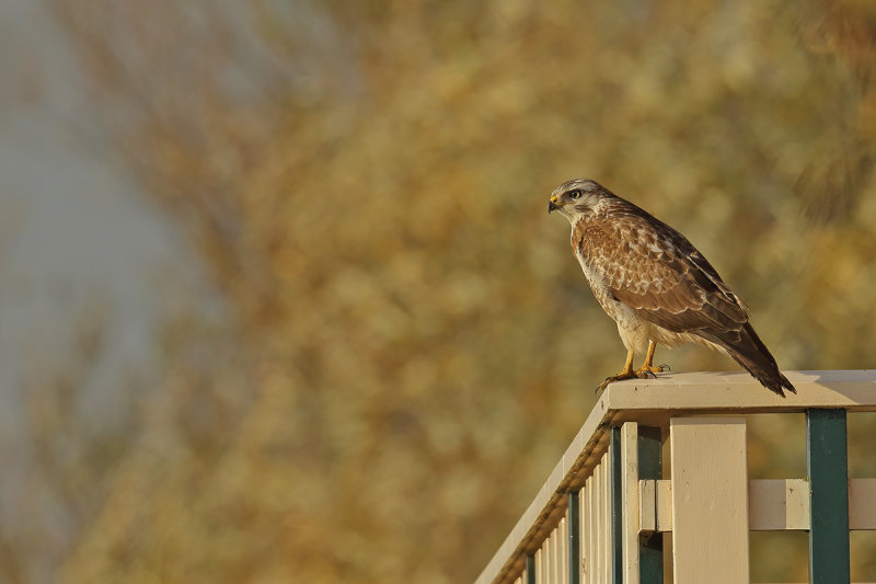 Common Buzzard (Buteo buteo) 