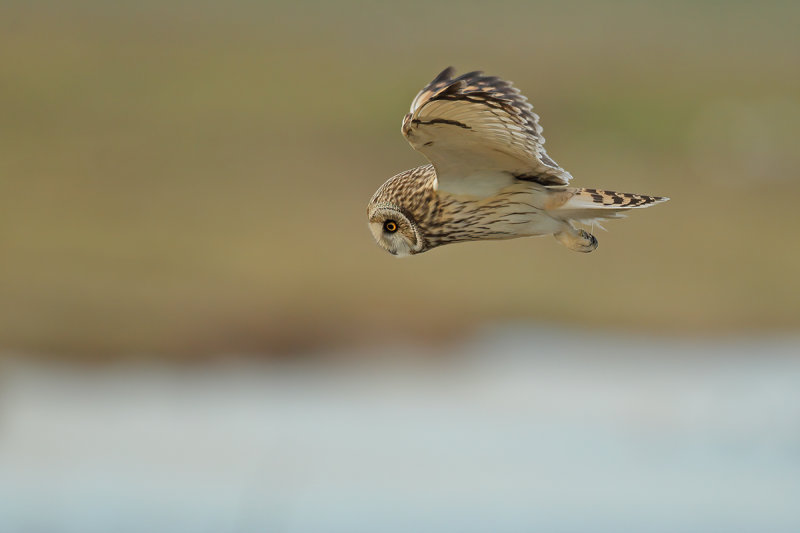 Short-eared Owl (Asio flammeus)