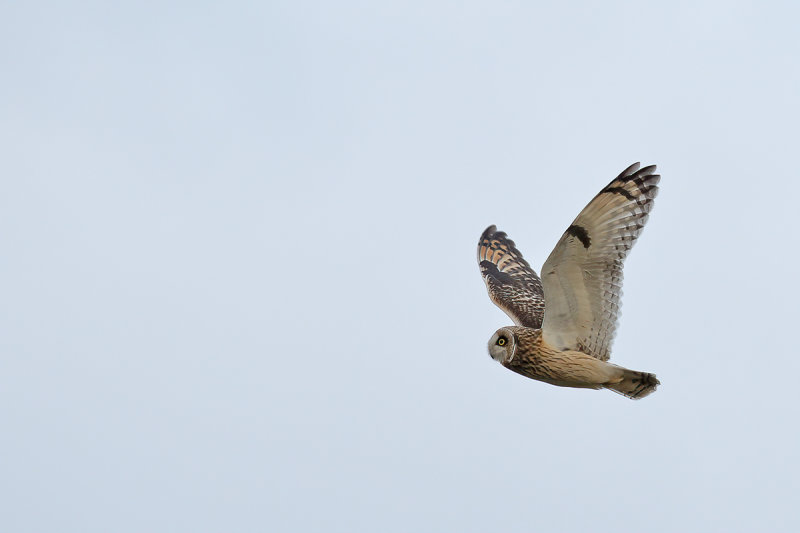 Short-eared Owl (Asio flammeus)