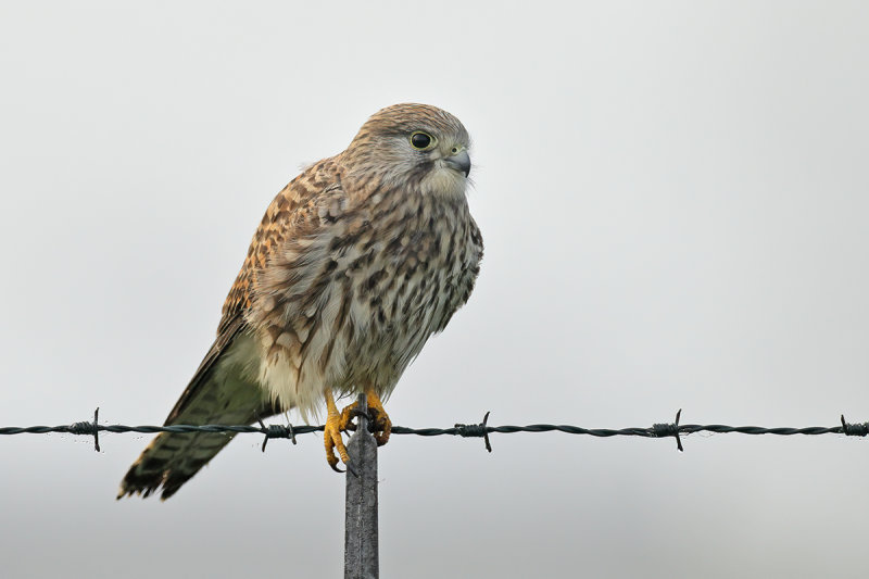 Common Kestrel (Falco tinnunculus)