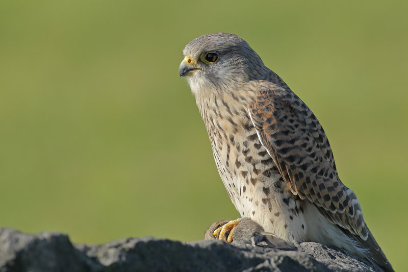 Common Kestrel (Falco tinnunculus)