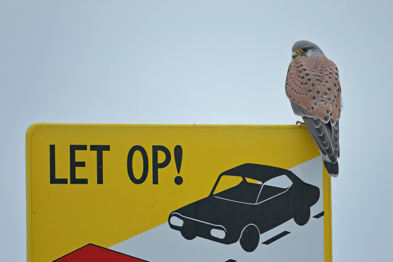 Common Kestrel (Falco tinnunculus)