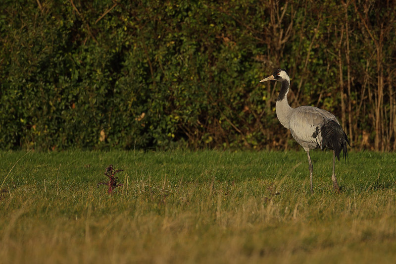 Eurasian Crane (Grus grus)